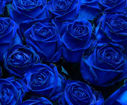 blauwe rozen in een zoom foto