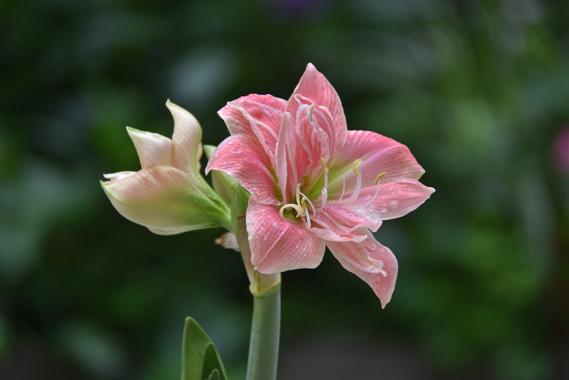 Amaryllis Bloem