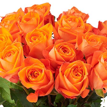 oranje rozen in een zoom foto