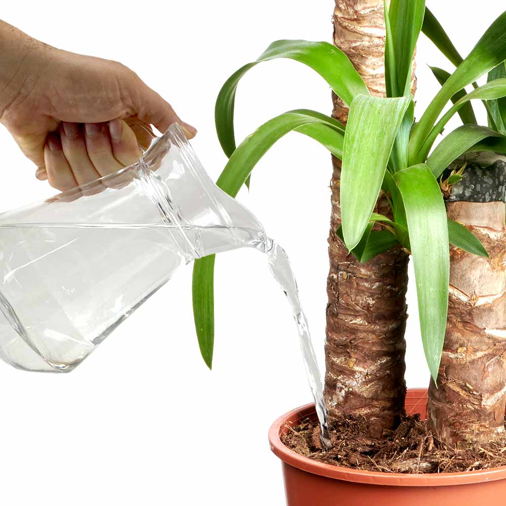 Yucca water geven