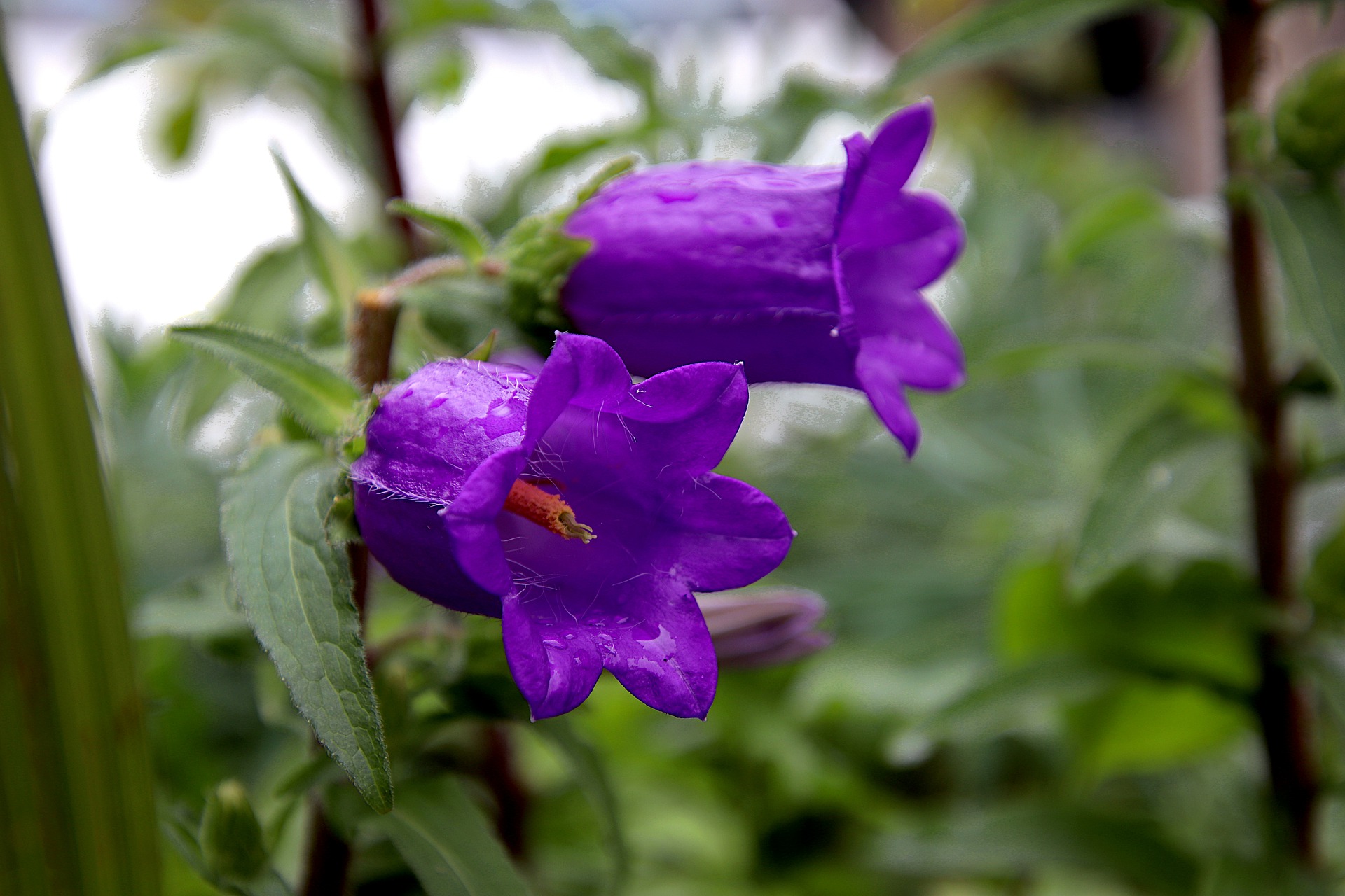 Campanula Vermeerderen