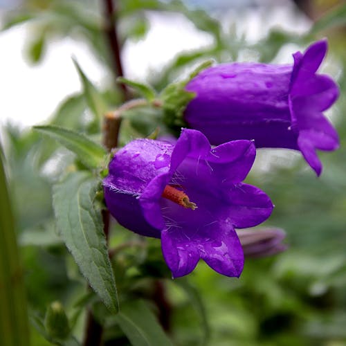 Campanula Vermeerderen