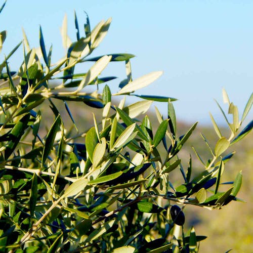 Olea Europaea Olijfboom oorsprong