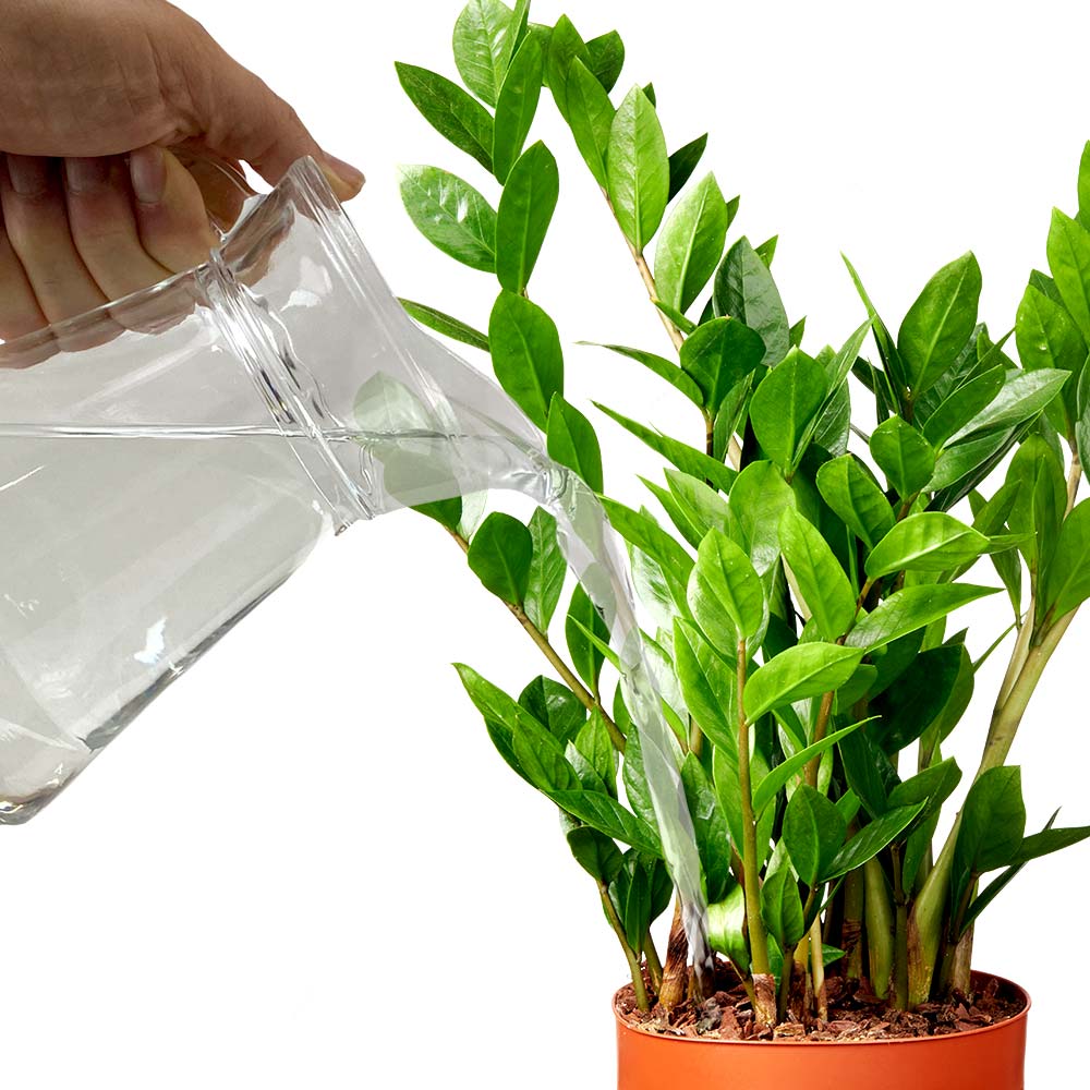 Zamioculcas ZZ-plant Emerald palm water geven