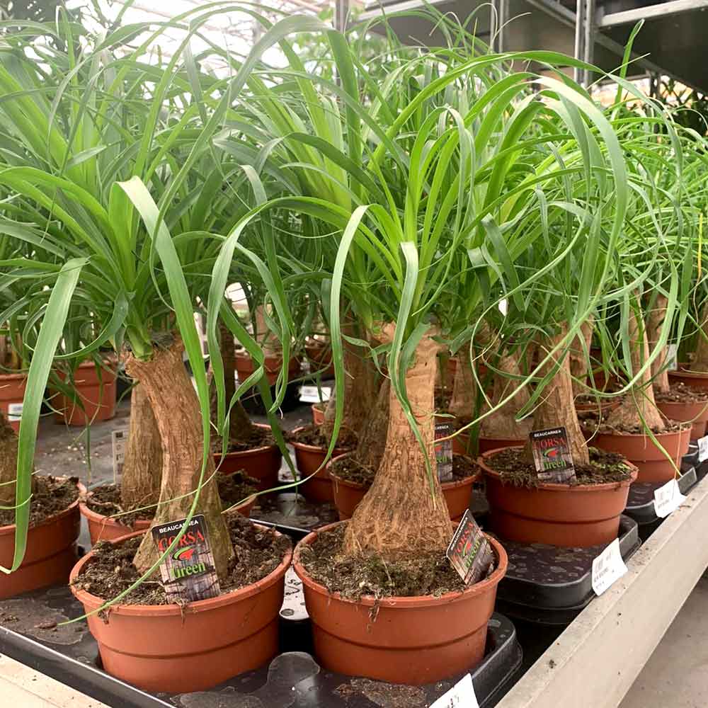 Beaucarnea Olifantspoot subsoorten