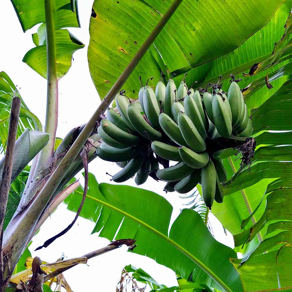Musa plant Bananenplant verpotten verplanten