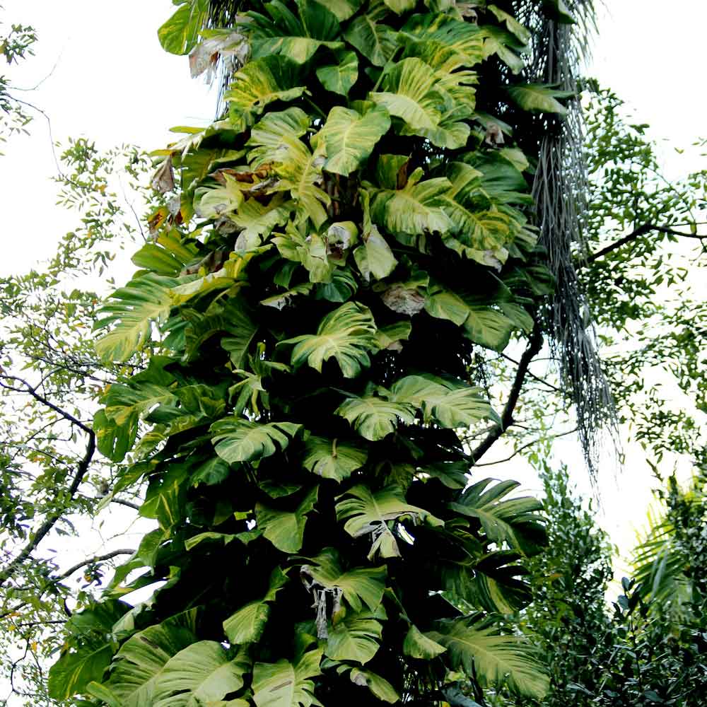 Monstera Gatenplant oorsprong herkomst