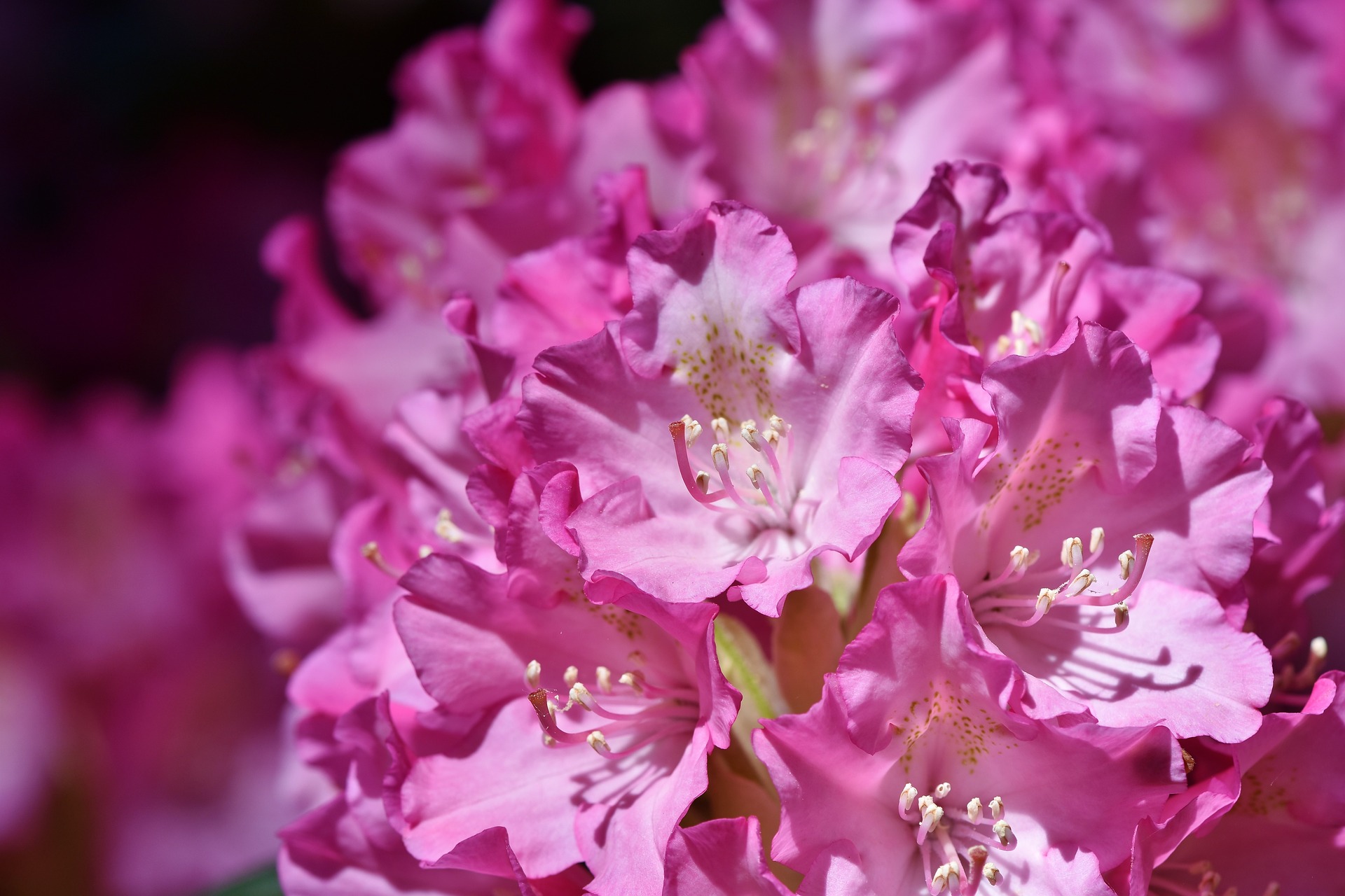 Rhododendron stekken