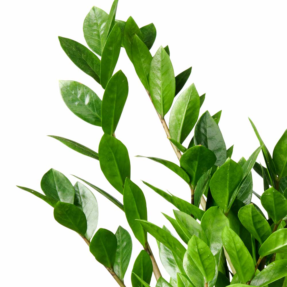 Zamioculcas ZZ-plant Emerald palm oorsprong