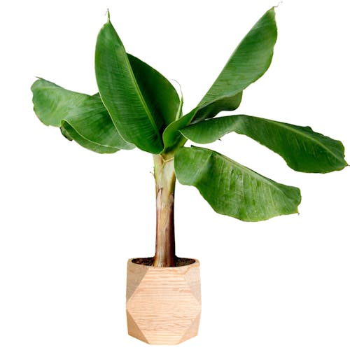 Musa plant Bananenplant