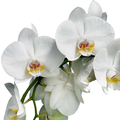 Phalaenopsis Orchidee kenmerken