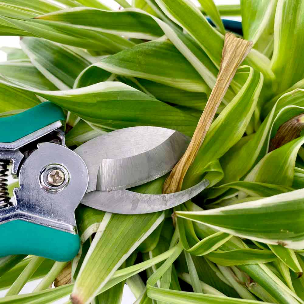 Chlorophytum Graslelie Spiderplant verzorging