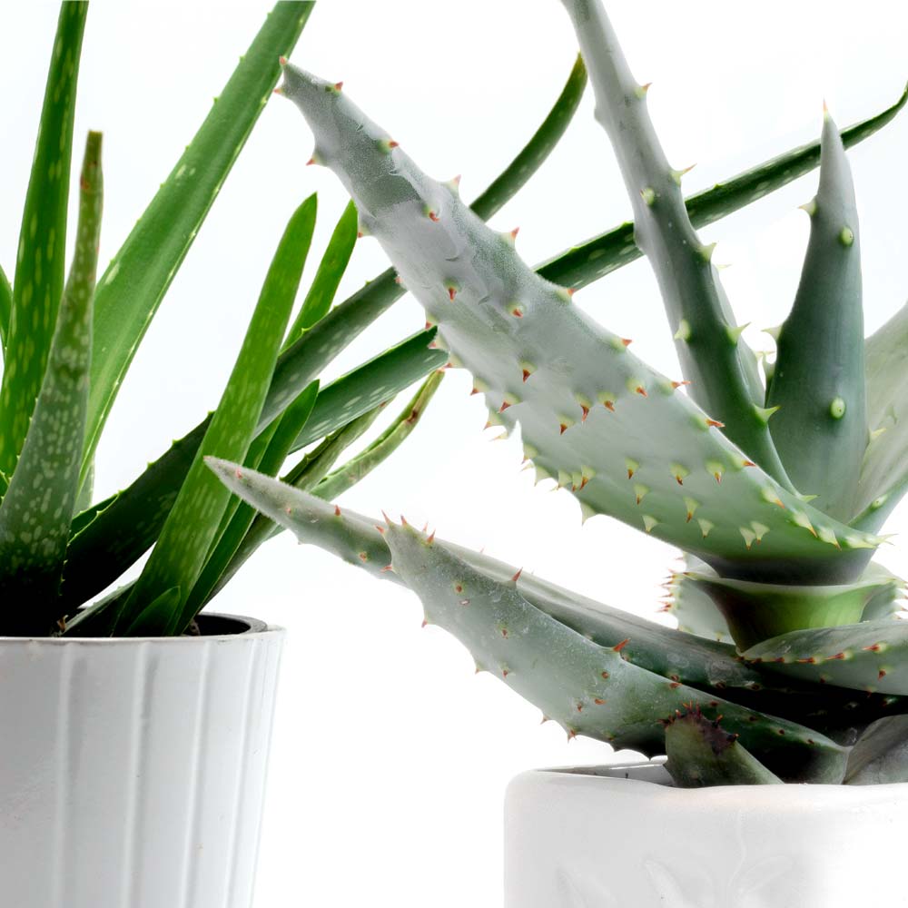 Aloë Vera plant subsoorten