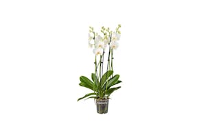 Orchidee | Phalaenopsis