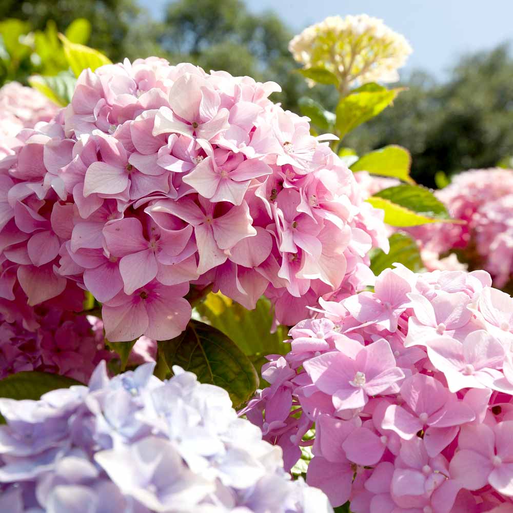 Hydrangea Hortensia kenmerken