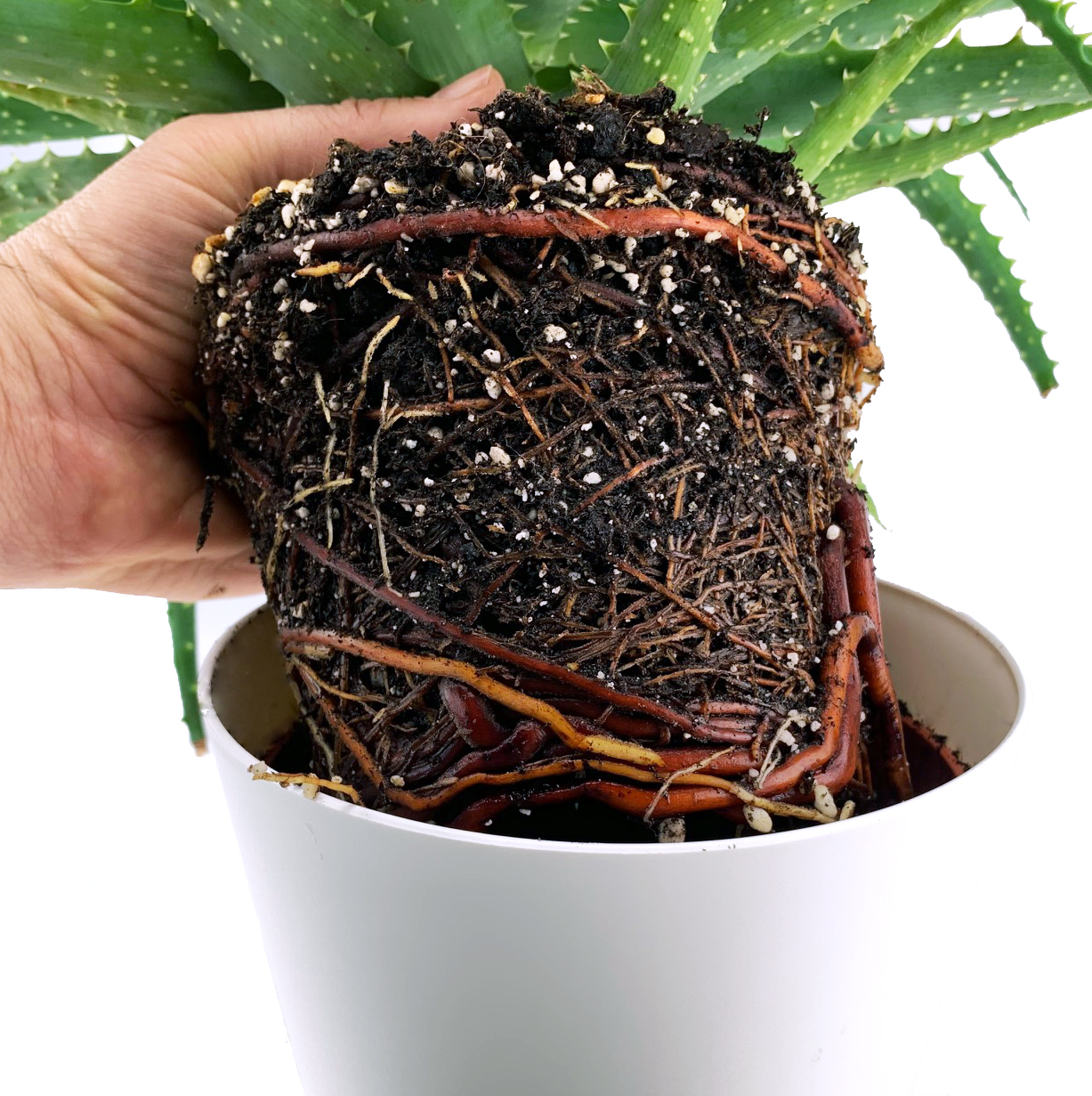 Aloë Vera verpotten