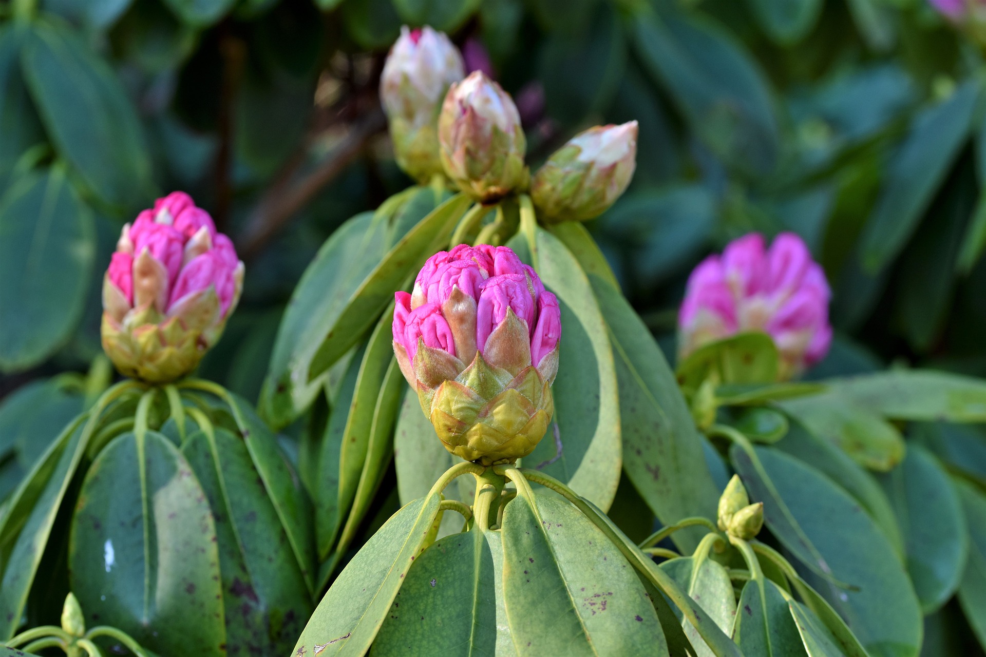 Bloeitijd seizoen Rhododendron