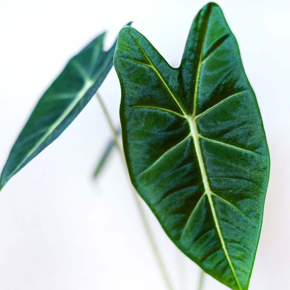 Kenmerken van een Alocasia Olifantsoor