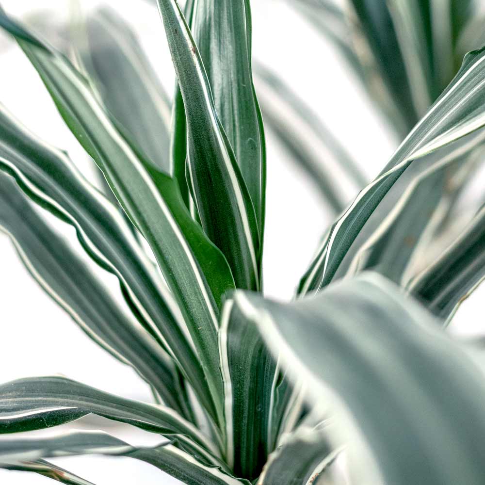 Dracaena Drakenbloedboom kenmerken