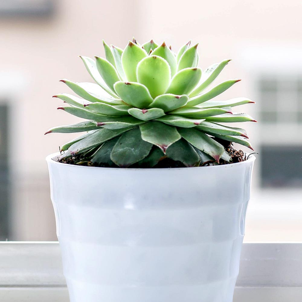 Succulent standplaats