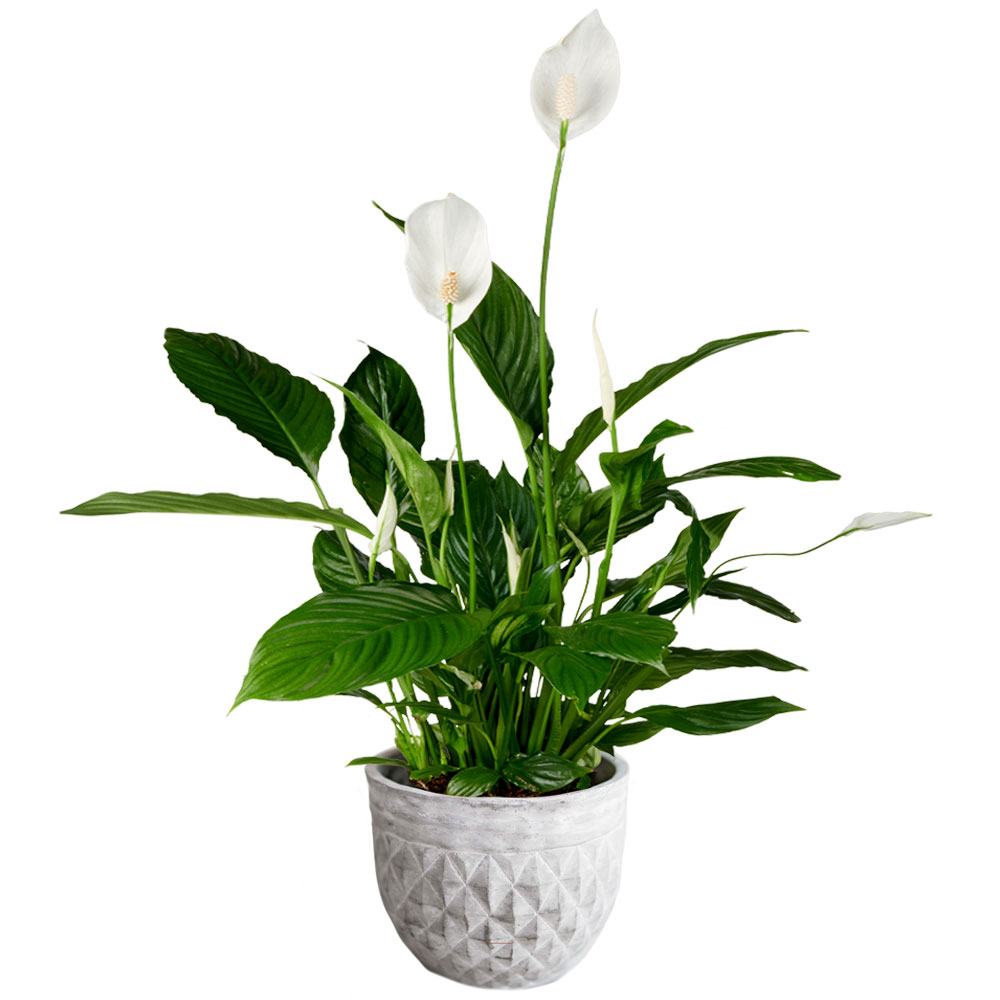 Spathiphyllum Lepelplant in pot