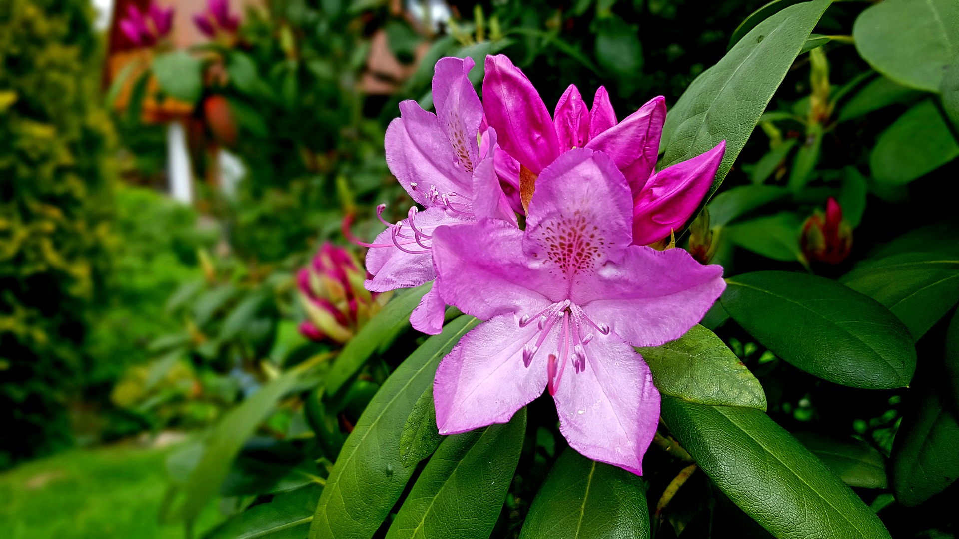 Rhododendron