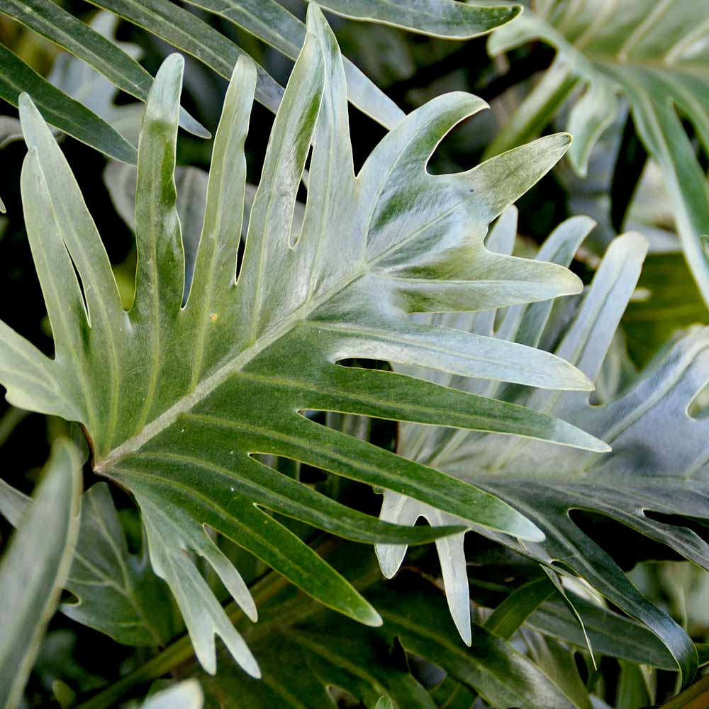 Monstera Gatenplant subsoorten