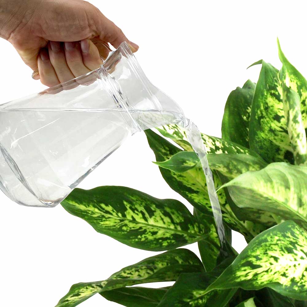 Dieffenbachia water geven