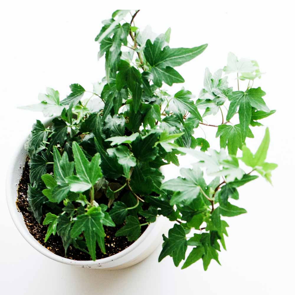 Hedera Klimop standplaats licht en warmte