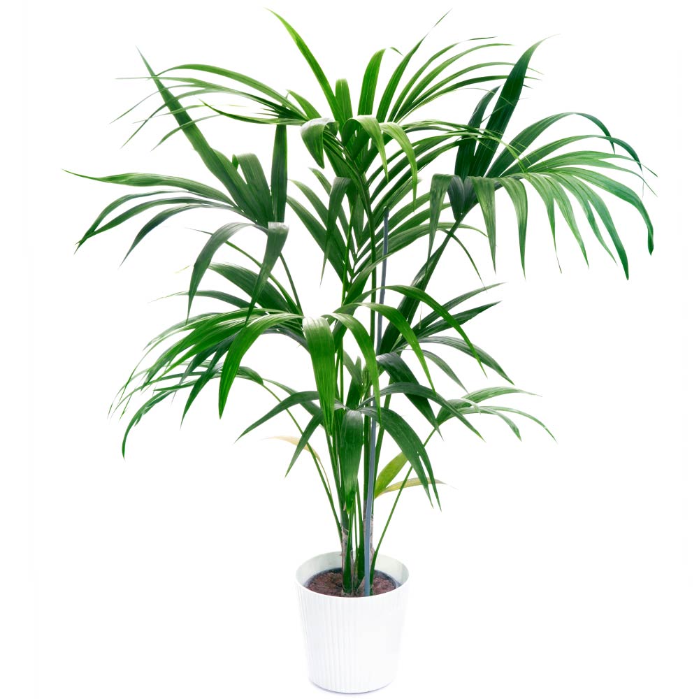 Howea Forsteriana | Kentia Palm