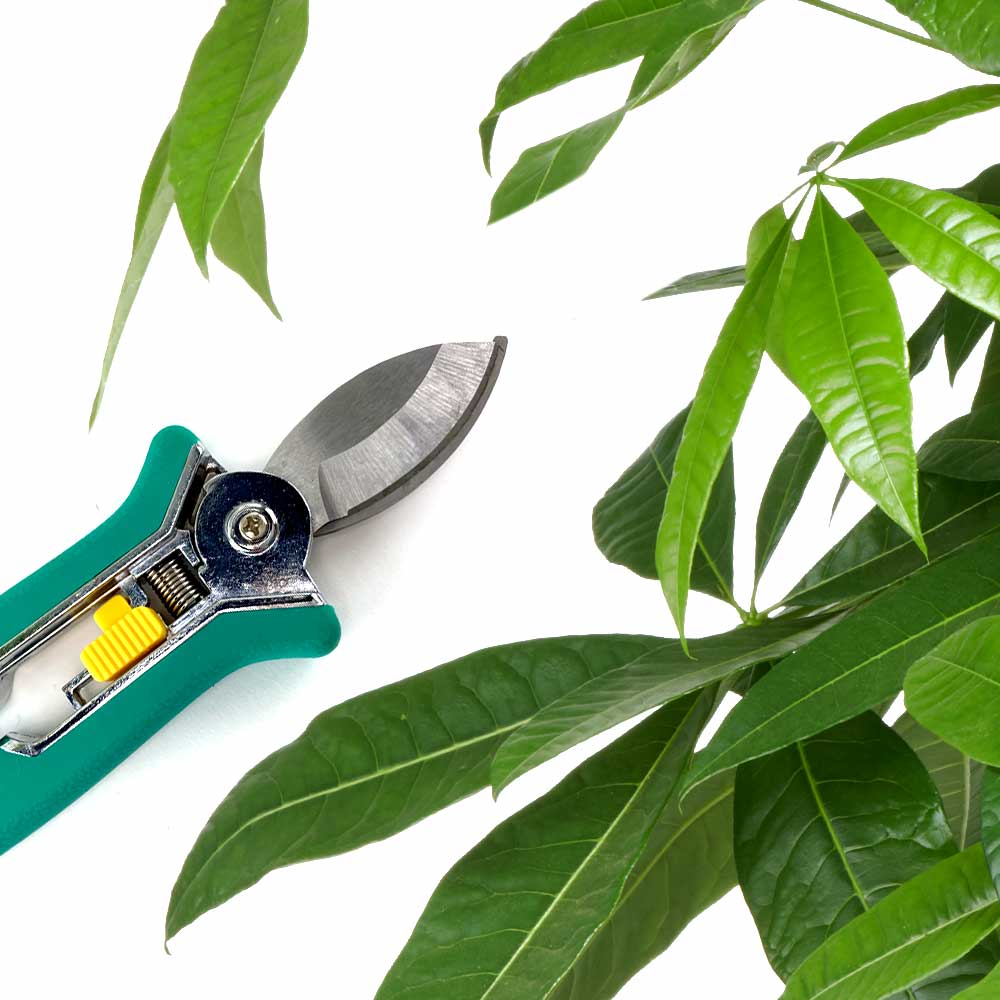 Snoeien pachira boom