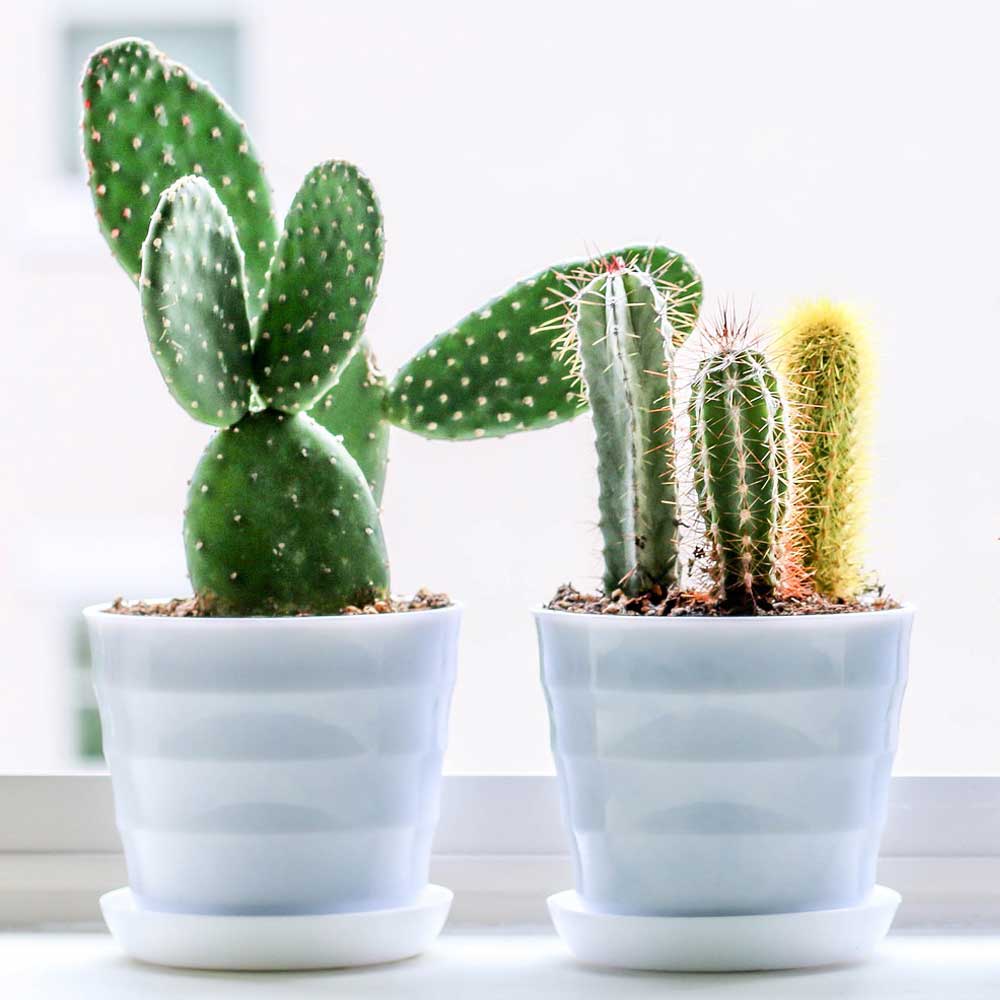 Cactus standplaats, licht en warmte