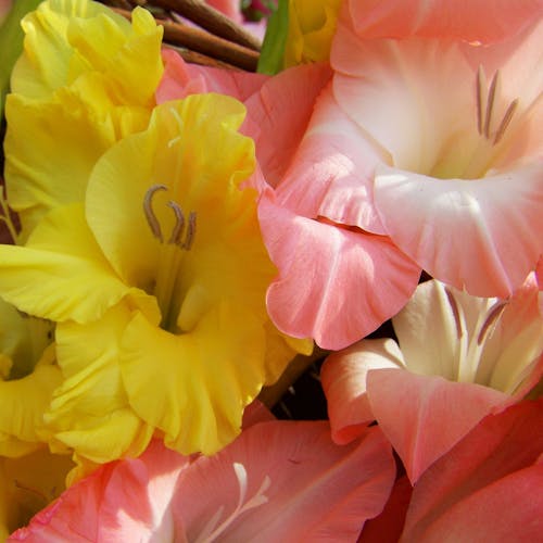 Gladiolen bloemen samenvatting