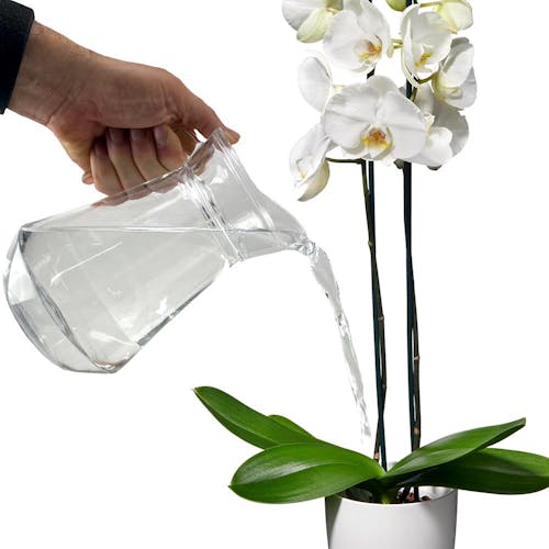 Phalaenopsis Orchidee water geven