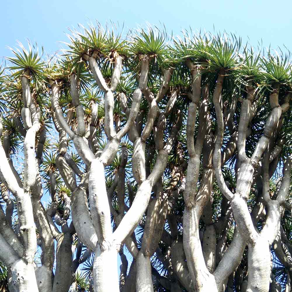 Dracaena Drakenbloedboom oorsprong herkomst