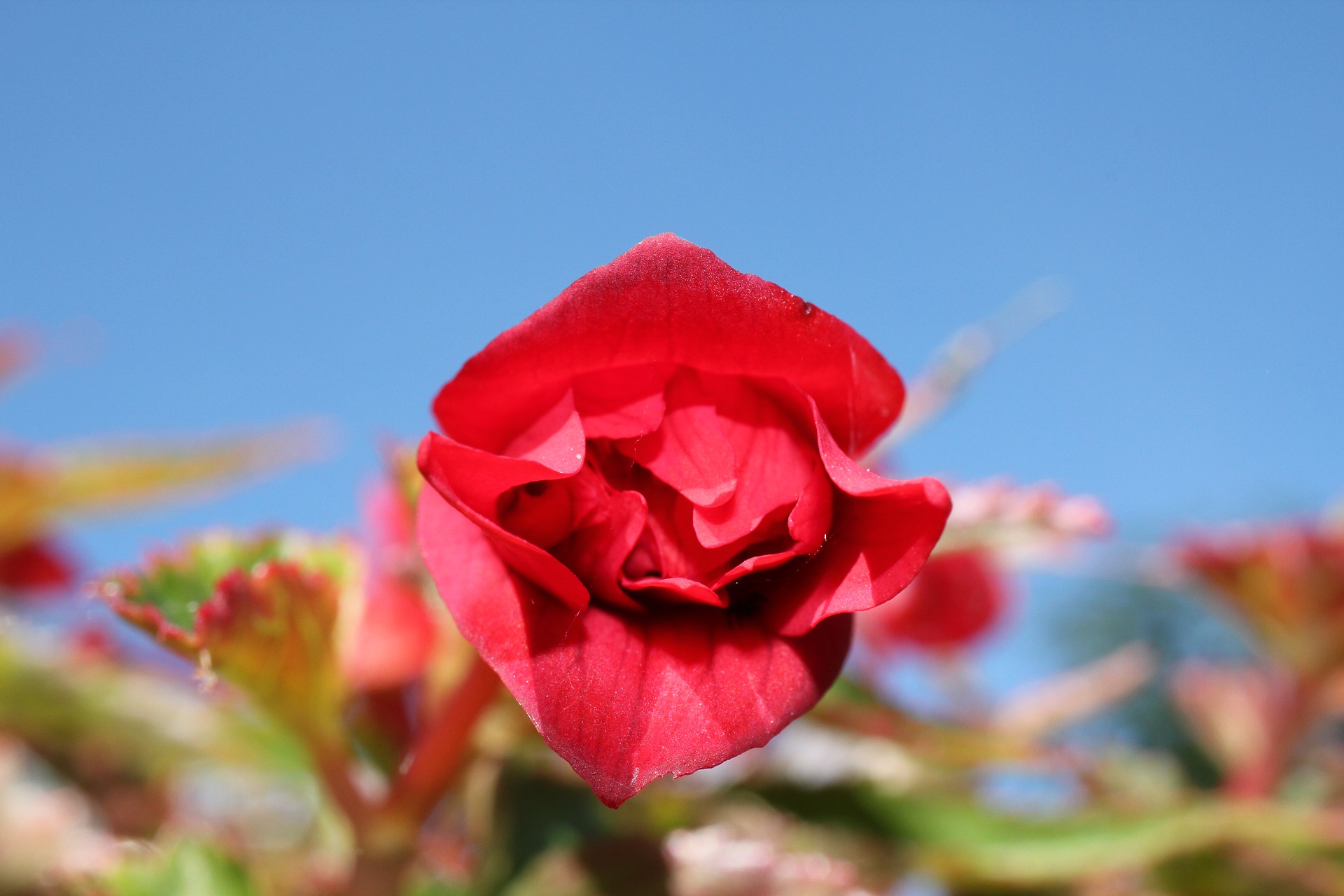 Bloeitijd Seizoen Begonia