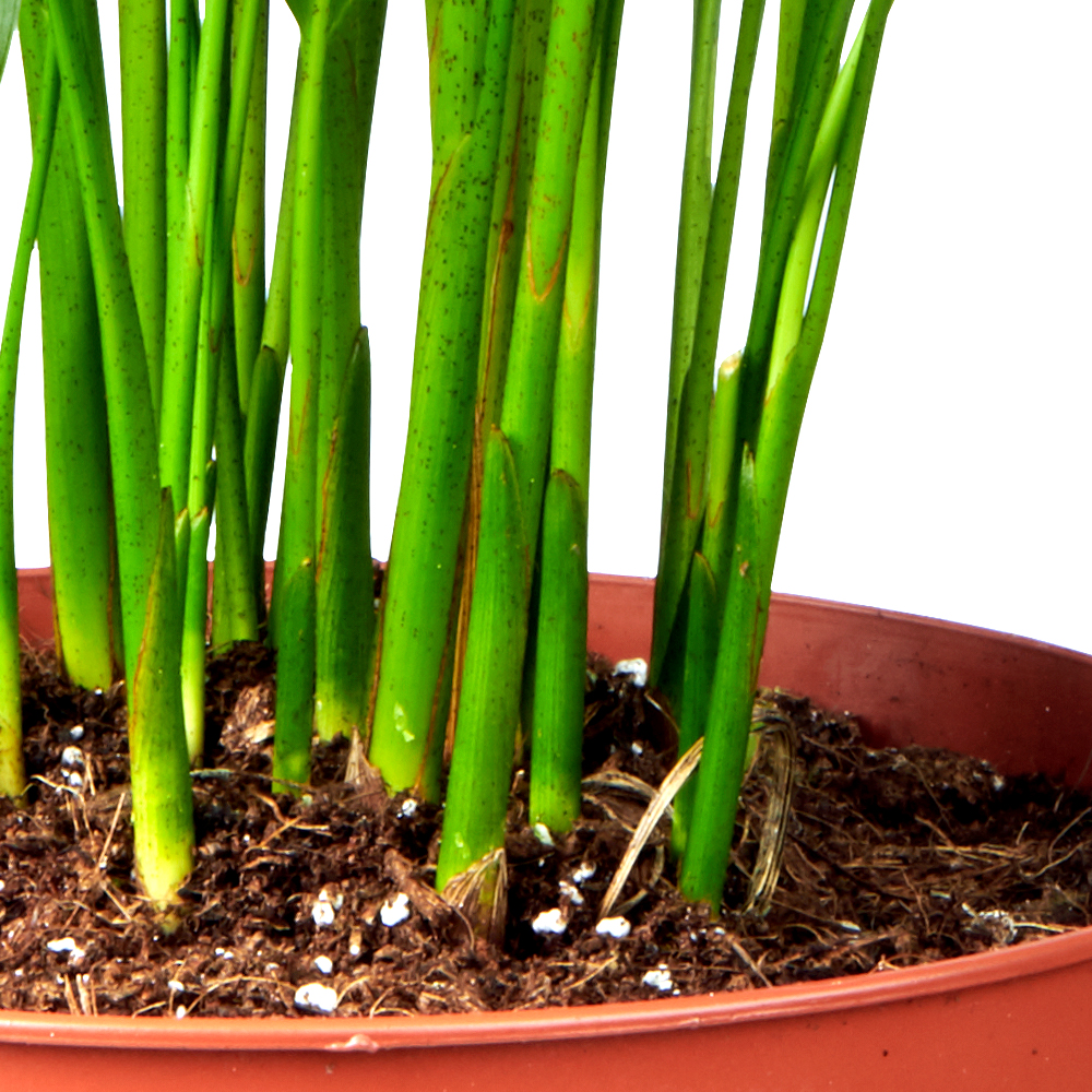 Howea Forsteriana | Kentia Palm Voeding