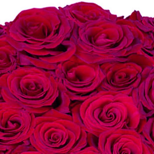 donker rode rozen in een zoom foto