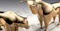 stock bulls graphic design