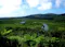 Mangrove forest