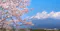 Mount Fuji and sakura tree