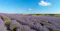 Field