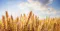 The image depicts a field of wheat under a clear blue sky with scattered clouds. The wheat stalks are golden and ripe, suggesting a harvest-ready crop. This scene is often associated with agriculture, farming, and the production of grain-based foods. The image conveys a sense of abundance and natural beauty, highlighting the importance of wheat as a staple crop in global food supply.