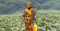The image shows a person in traditional attire standing in a lush green field. They are holding a yellow container labeled "BIO," likely used for spraying or applying substances to the crops. The background features a dense forest or wooded area.
