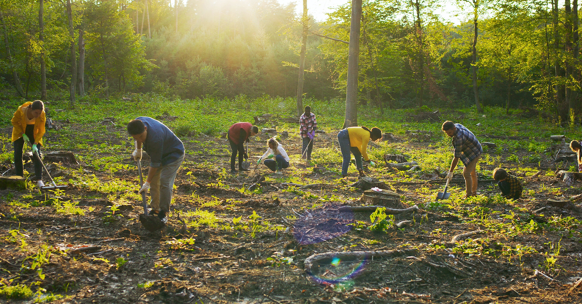 Navigating quality in voluntary carbon markets