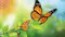 butterflies