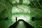 A futuristic installation featuring a network of green, illuminated tubes or strings suspended in a dark room, with their intricate patterns reflected on glossy surfaces below. The context is likely related to a photobioreactor—a system that uses light to cultivate microorganisms such as algae for purposes like biofuel production or carbon capture. The artistic display emphasizes the innovative and sustainable technology behind photobioreactors, highlighting their potential for environmental and energy solutions.