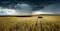 The image depicts a vast wheat field under dark, stormy clouds, with rain falling in the distance. It highlights the vulnerability of agricultural landscapes to sudden weather changes, emphasizing the importance of weather patterns in farming and crop production.