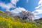 A large, ancient cherry blossom tree in full bloom stands on a hillside covered with yellow flowers, under a bright blue sky with white clouds. People are gathered near the tree.