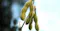 Close-up of fuzzy green soybean pods hanging from a stem against a softly blurred background of sky and dark foliage.